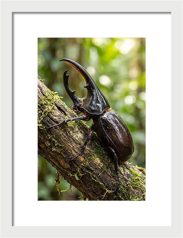 Majestic Hercules Beetle Resting