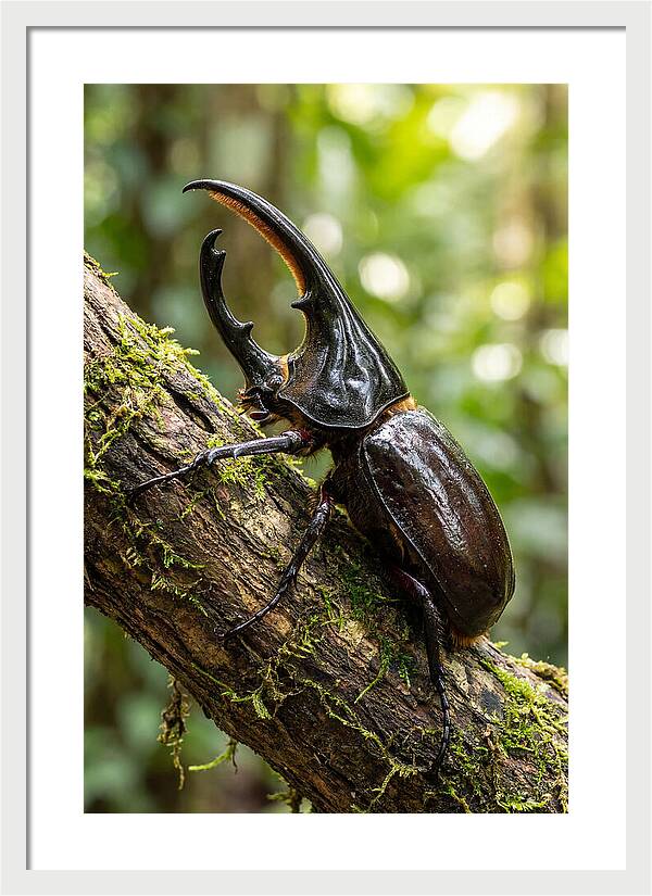 Majestic Hercules Beetle Resting