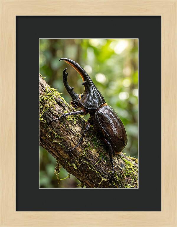 Majestic Hercules Beetle Resting