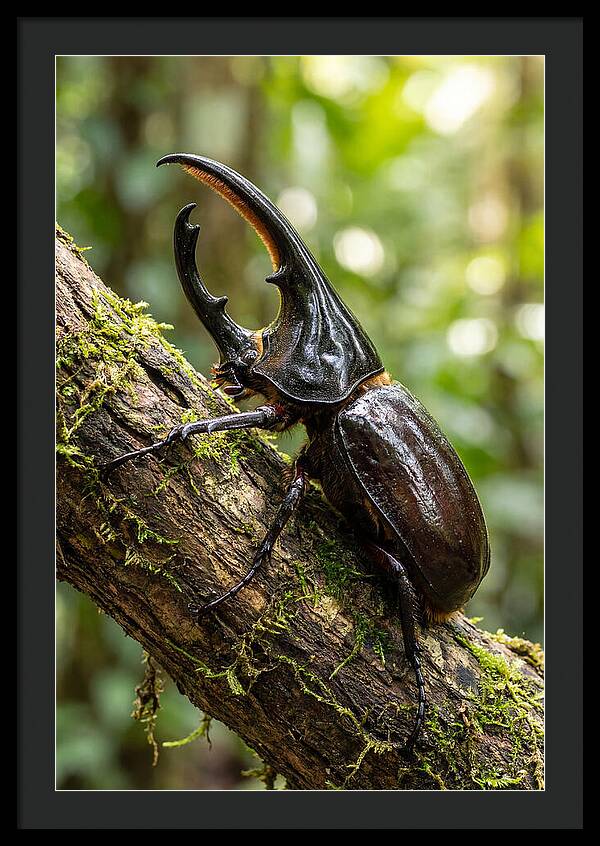 Majestic Hercules Beetle Resting