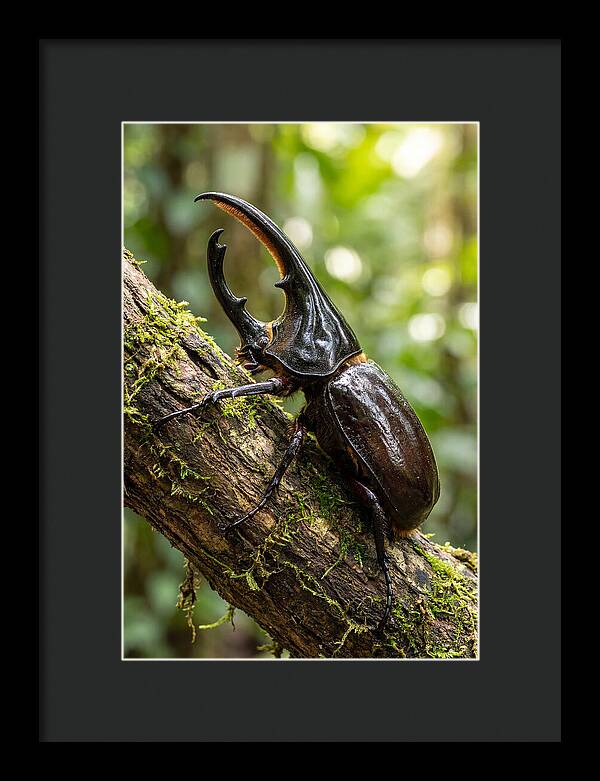 Majestic Hercules Beetle Resting