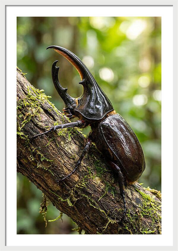 Majestic Hercules Beetle Resting
