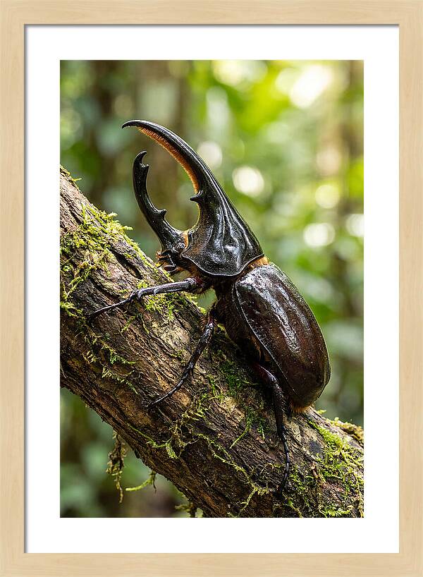 Majestic Hercules Beetle Resting