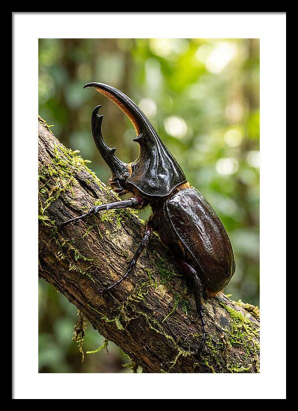 Majestic Hercules Beetle Resting