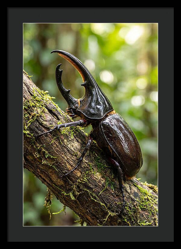 Majestic Hercules Beetle Resting