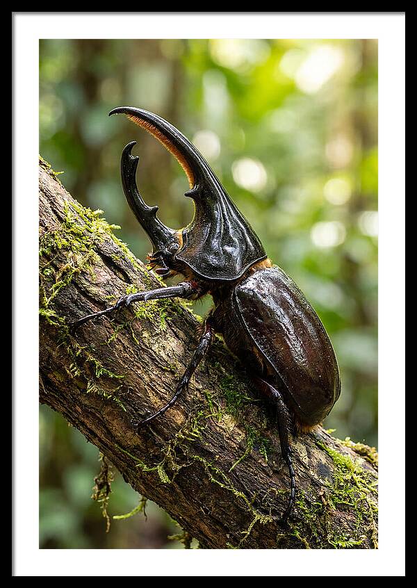 Majestic Hercules Beetle Resting