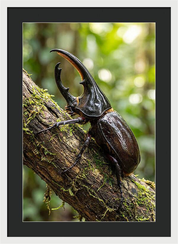 Majestic Hercules Beetle Resting