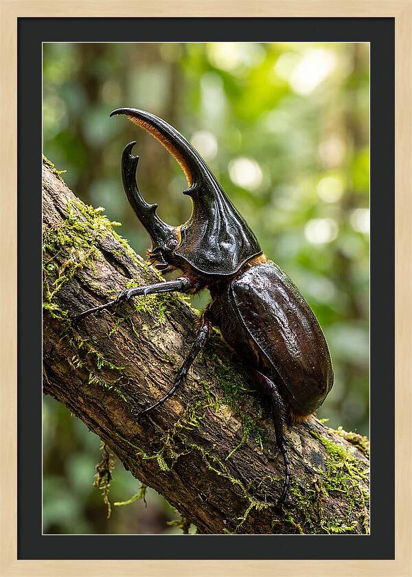 Majestic Hercules Beetle Resting