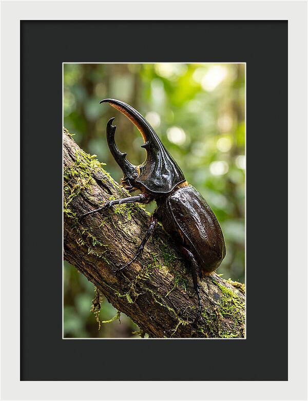 Majestic Hercules Beetle Resting