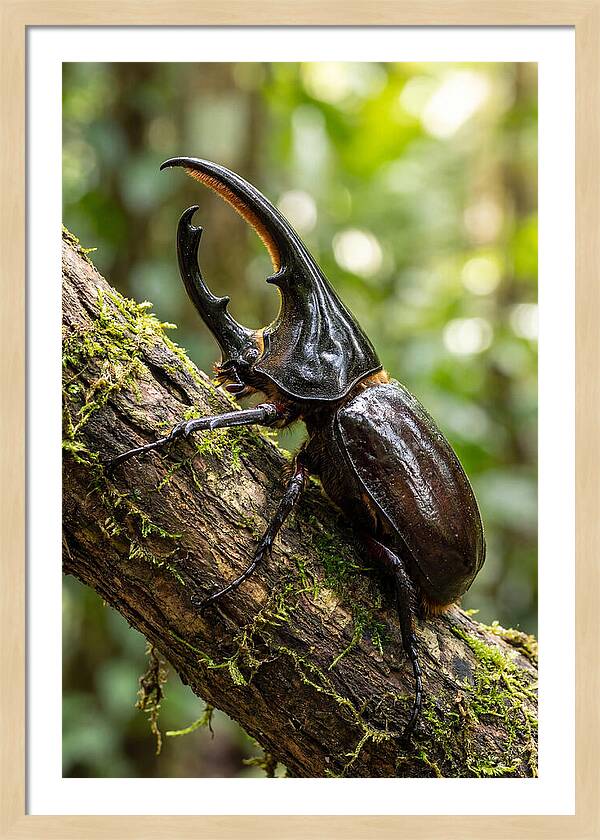 Majestic Hercules Beetle Resting
