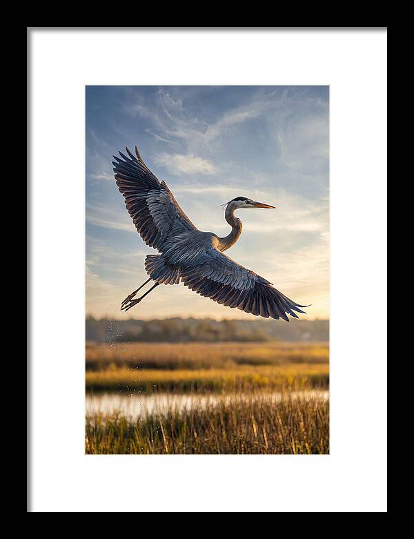 Majestic Heron Soaring Above