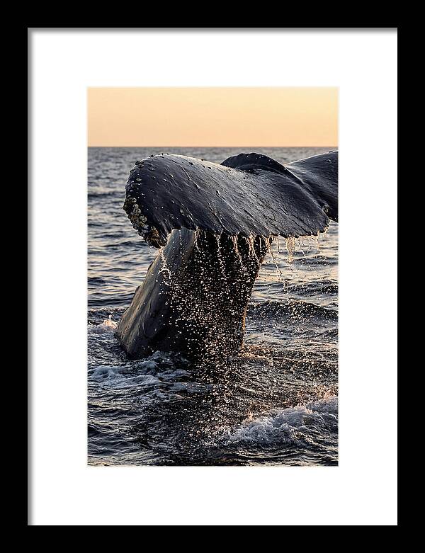 Majestic Humpback Whale Dive