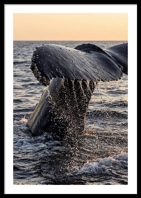 Majestic Humpback Whale Dive