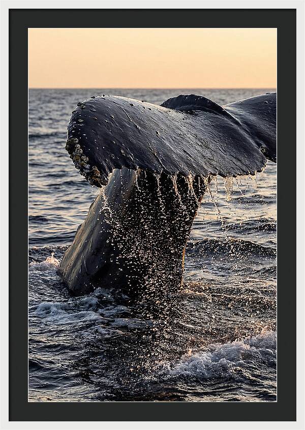 Majestic Humpback Whale Dive