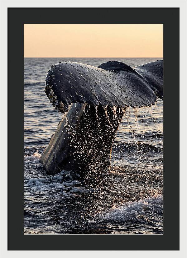 Majestic Humpback Whale Dive