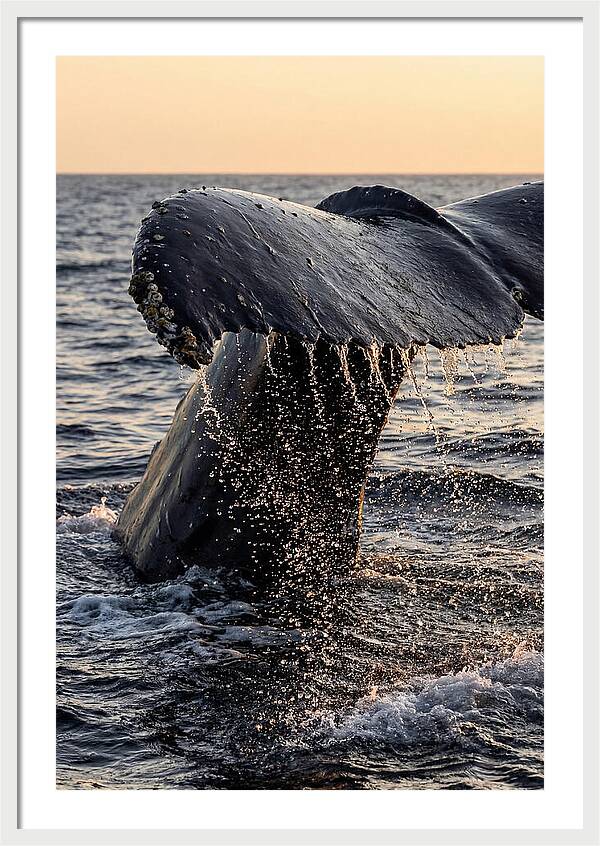 Majestic Humpback Whale Dive