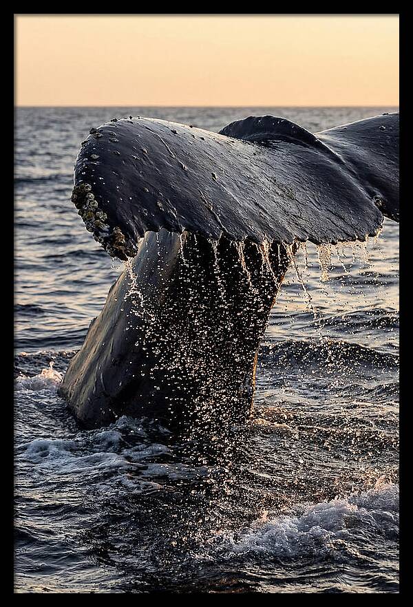 Majestic Humpback Whale Dive