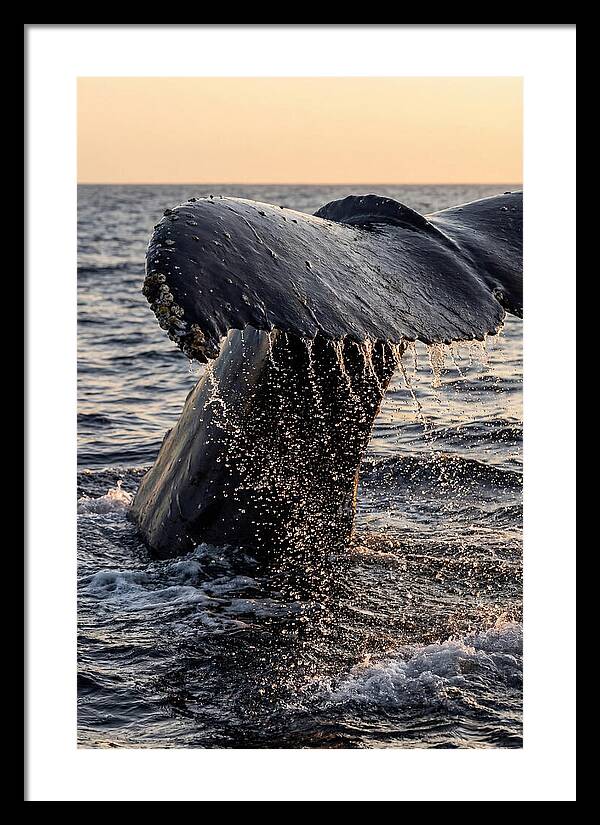 Majestic Humpback Whale Dive