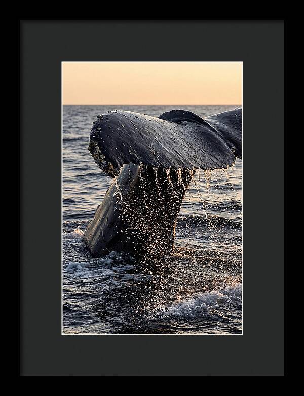Majestic Humpback Whale Dive