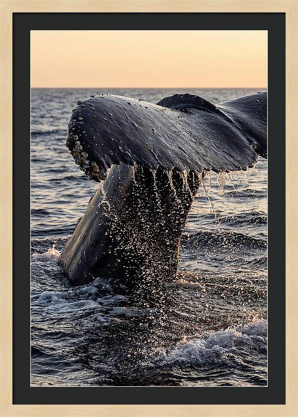 Majestic Humpback Whale Dive