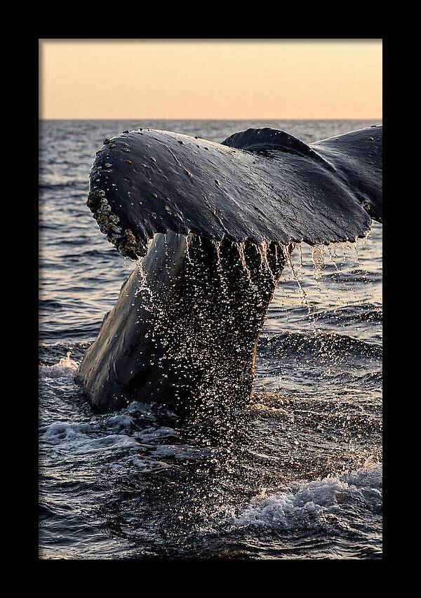 Majestic Humpback Whale Dive