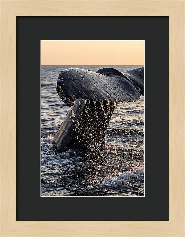 Majestic Humpback Whale Dive
