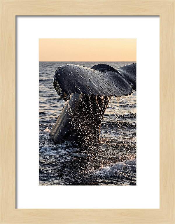 Majestic Humpback Whale Dive