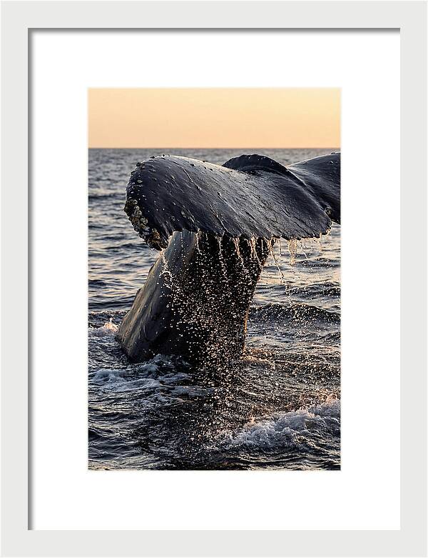 Majestic Humpback Whale Dive