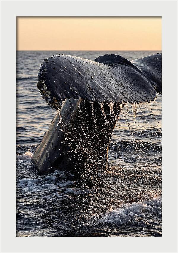 Majestic Humpback Whale Dive