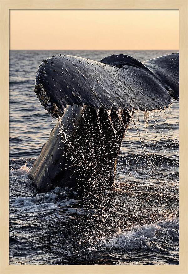 Majestic Humpback Whale Dive