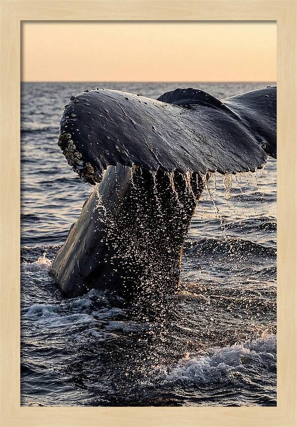 Majestic Humpback Whale Dive