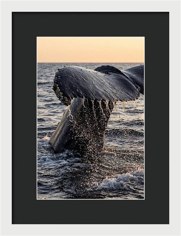 Majestic Humpback Whale Dive