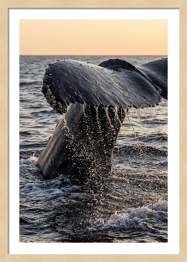 Majestic Humpback Whale Dive