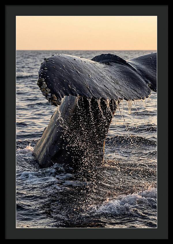 Majestic Humpback Whale Dive