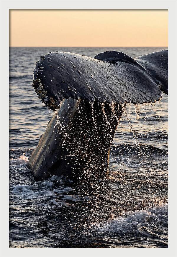 Majestic Humpback Whale Dive