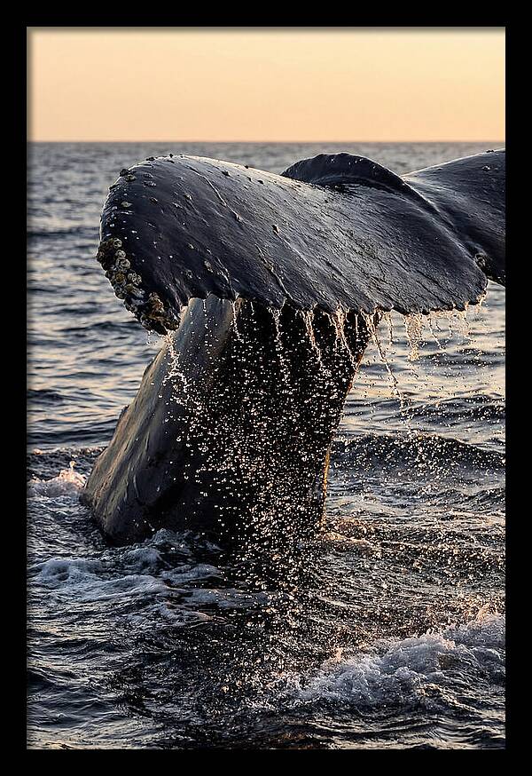Majestic Humpback Whale Dive