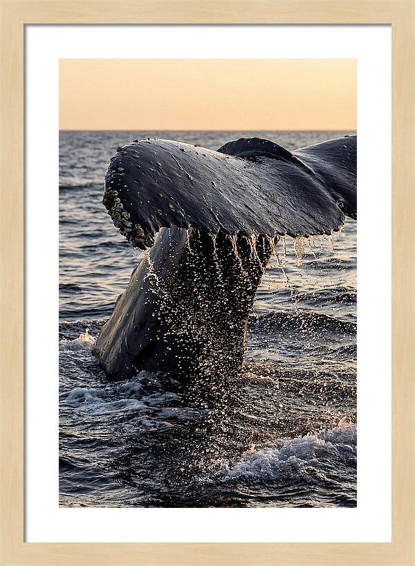 Majestic Humpback Whale Dive