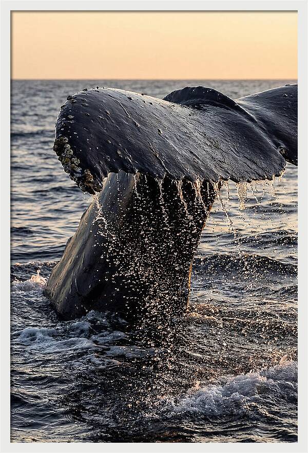 Majestic Humpback Whale Dive