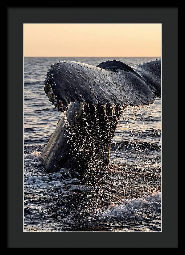 Majestic Humpback Whale Dive