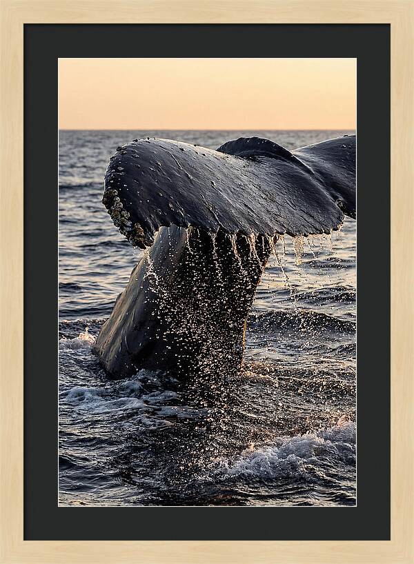 Majestic Humpback Whale Dive