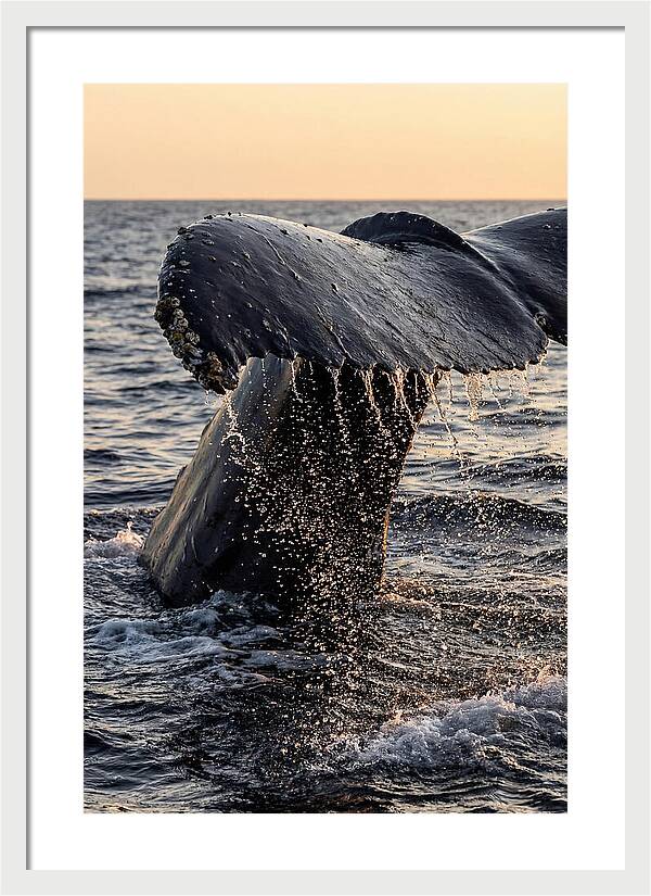 Majestic Humpback Whale Dive