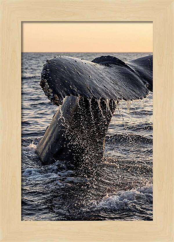 Majestic Humpback Whale Dive