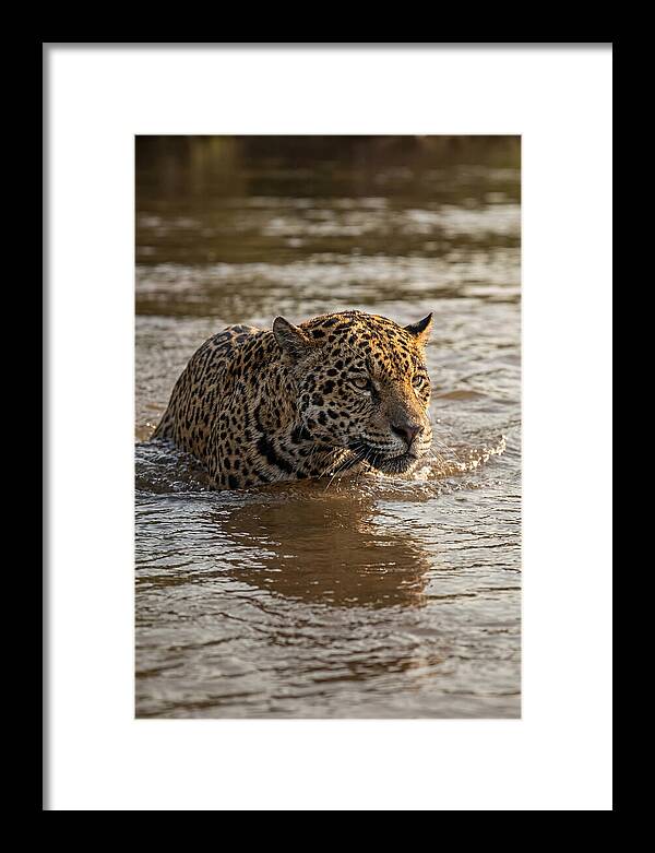 Majestic Jaguar In Motion