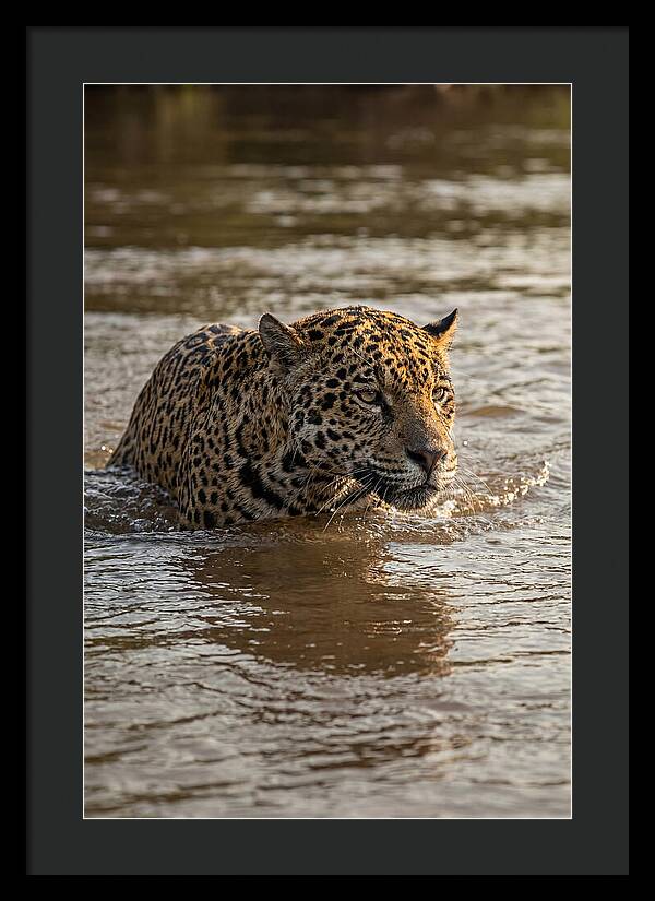 Majestic Jaguar In Motion