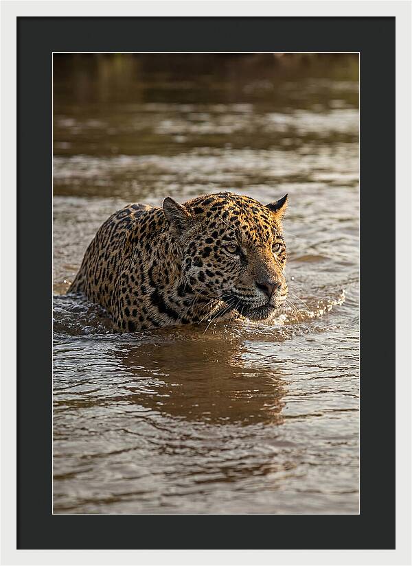 Majestic Jaguar In Motion