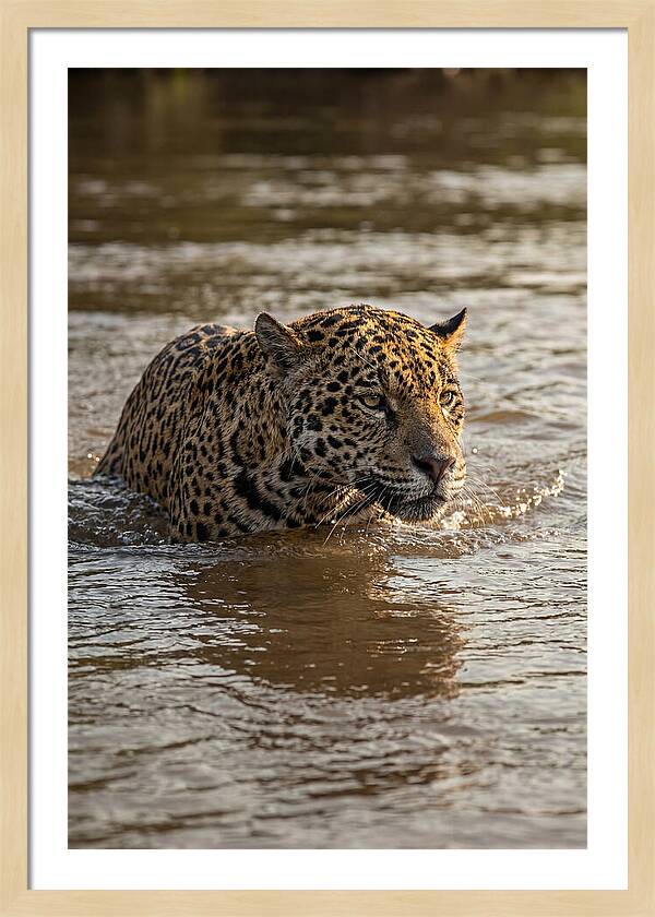 Majestic Jaguar In Motion