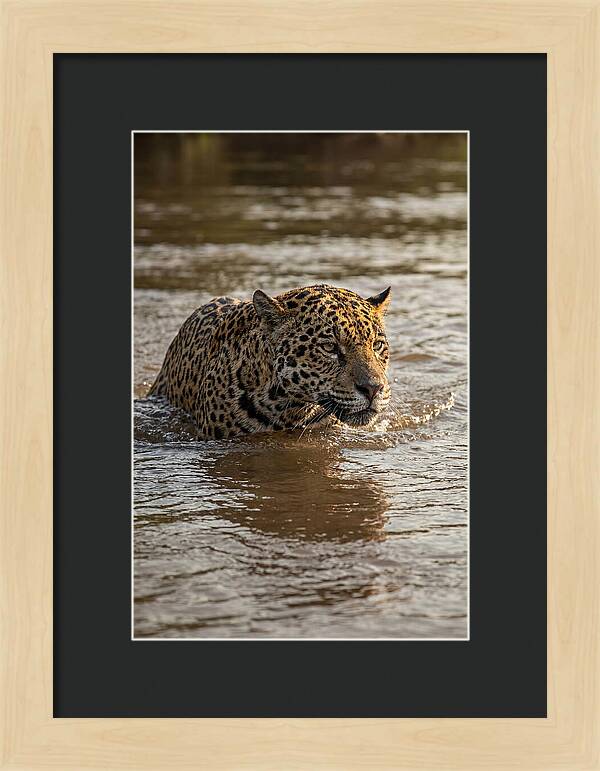 Majestic Jaguar In Motion