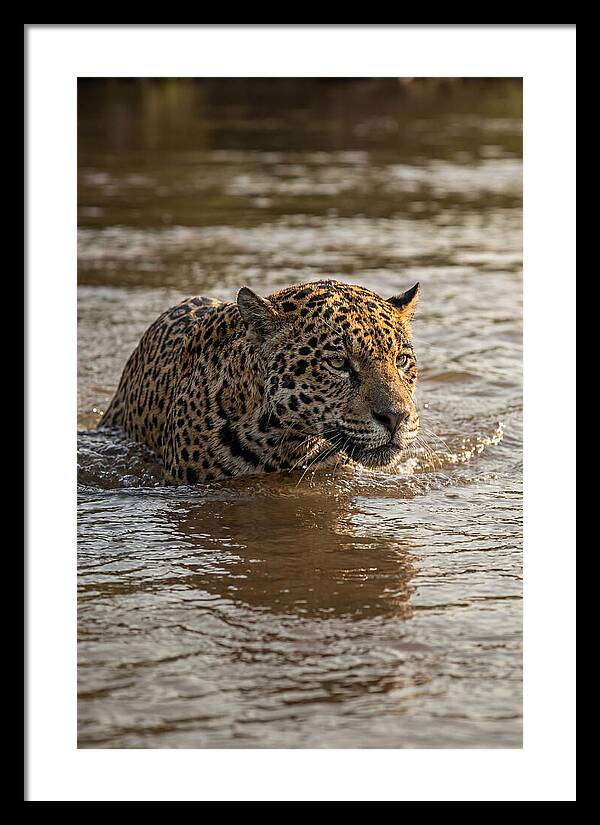 Majestic Jaguar In Motion