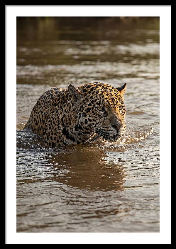 Majestic Jaguar In Motion