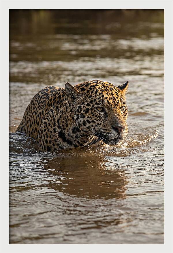Majestic Jaguar In Motion